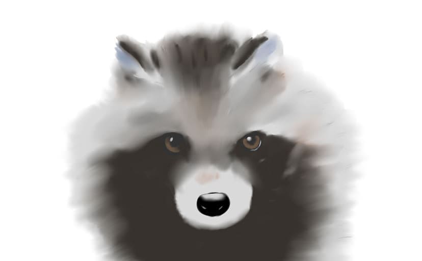 illustration-raccoon-dog2