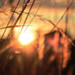 稲穂と夕日（フリー写真）