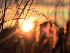 眠り稲を起こすな