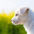 白い犬（フリー写真）