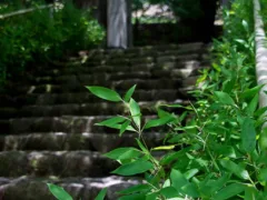 朽ち果てた神社の夢