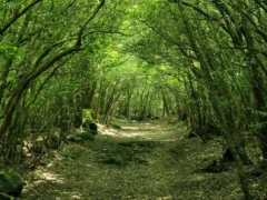 青木ヶ原樹海探索記