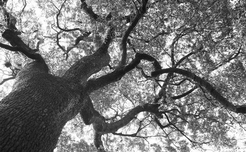 樹木（フリー写真）