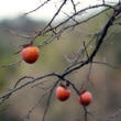 柿の木（フリー写真）
