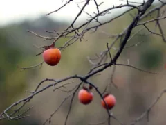 拝み屋の不思議な子