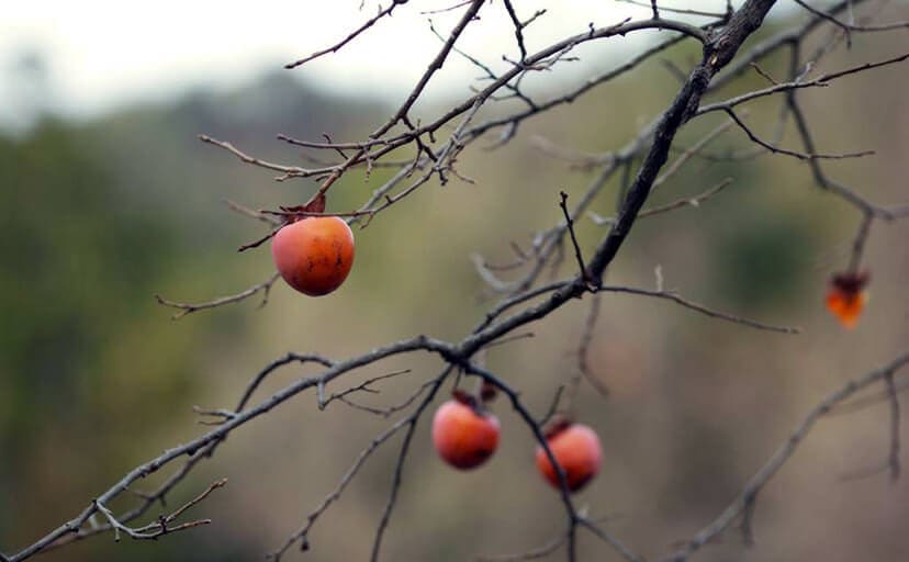 柿の木（フリー写真）