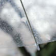 雨の日の傘（フリー写真）