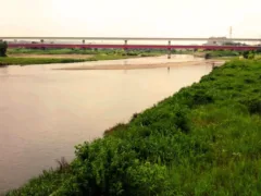 猫のみーちゃん