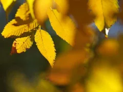 欅の木のお地蔵さん