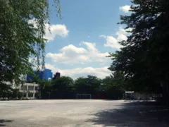 あやこさんの木