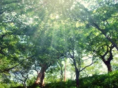 不思議な子供とおじいさん