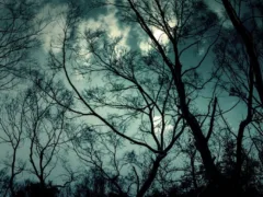 ノッポな人形（従姉妹シリーズ3）