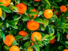 夏みかんの木の神様