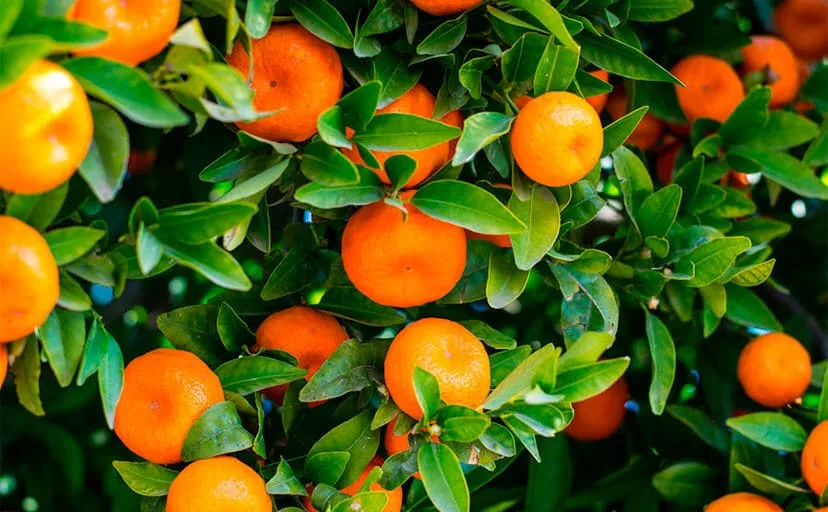 夏みかんの木(フリー写真)