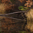 沼と倒木（フリー写真）