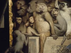 オンマシラの儀