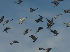 GO!GO!ACKMANの都市伝説