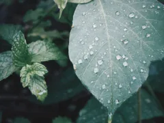 雨の日のおばちゃん