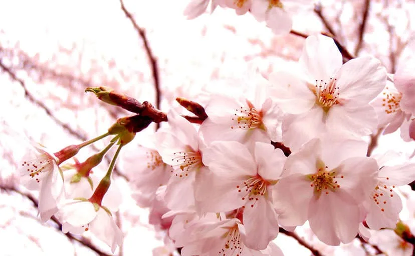 祖母は米粒を七十年見なかった