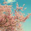 桜の木（フリー素材）