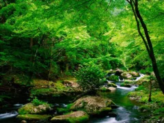 晴れ着の女の人