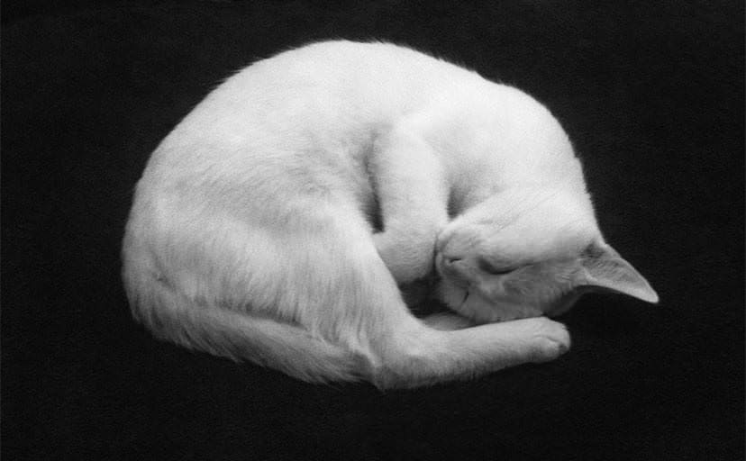 白猫（フリー写真）