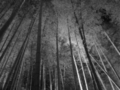 佐々間のおばちゃん