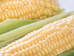 トウモロコシ