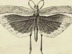 トノサマバッタ