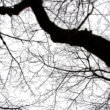 木の枝（フリー写真）
