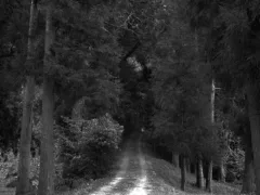 出られなくなる山道