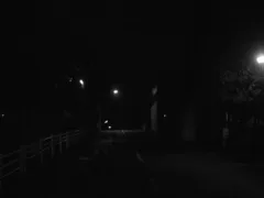 連れて帰ったもの