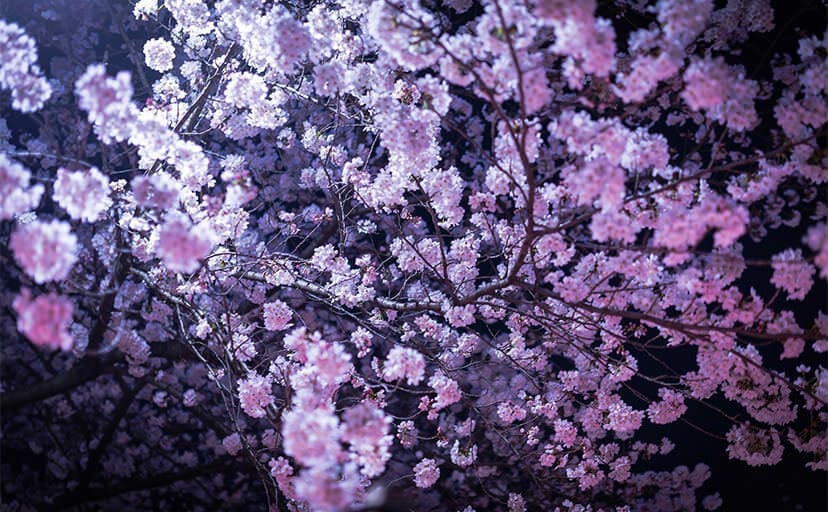 夜桜（フリー写真）