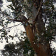 ユーカリの木（フリー写真）