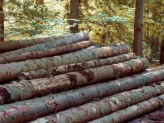 木こりの不思議な話