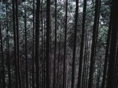 陰から覗く女の子